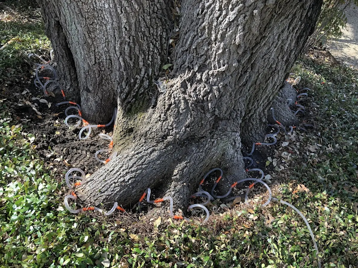 Detailed Tree Cabling and Bracing job site in Elmer City