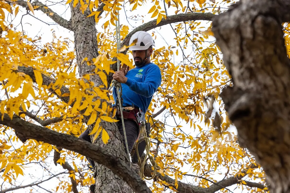 Skilled Tree Transplanting crew working in Elmer City